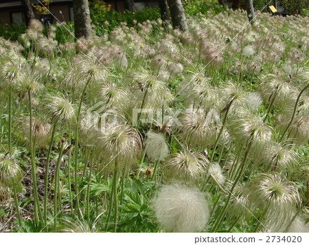 Okinagusa Okinagusa 2734020