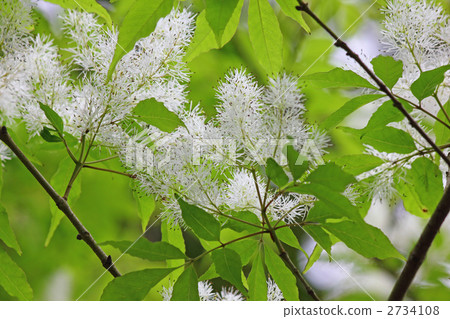 Flower of Aodamo 2734108
