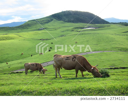 熊本和麻生的庫薩千里牧場 2734111