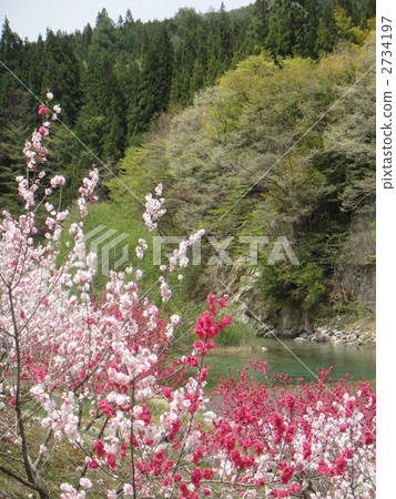 正在開花的桃樹 花朵 花 2734197