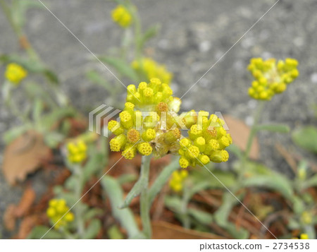 Flower of goosefish, one of the seven herbs of spring 2734538