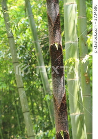 joint, knot, node 2734680