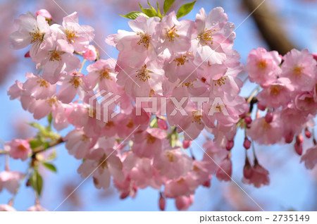 櫻花 山櫻 山櫻桃 2735149