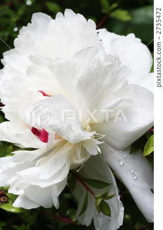 Peony root 2735472