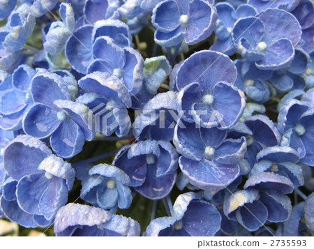  hydrangea 2735593