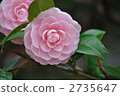 乙女椿 2735647
