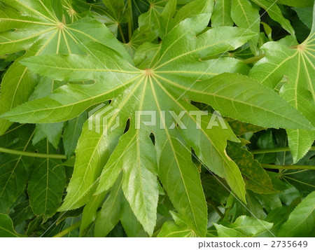 Yatsuden（十個nooduchi） 2735649