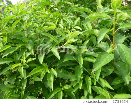Longevity leaves of lush greens Longevity leaves of lush greens 2735654