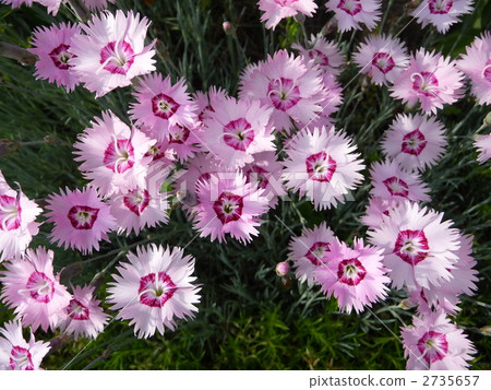 可愛的粉紅色花Diane Sass(Nadesico) 可愛的粉紅色花Diane Sass(Nadesico) 2735657