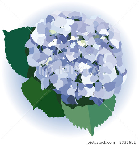 矢量 藍色繡球 illustration 2735691