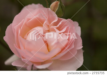 bloom, blossom, blossoms 2735735