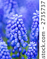 葡萄 2735737
