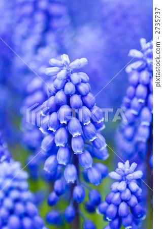 Muscari 2735737