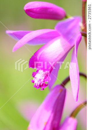 大頭照 白芨 日光 2735861