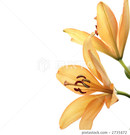 Lily 2735872