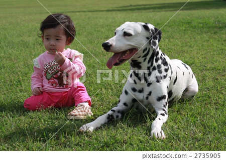 dalmatian, dog, dogs 2735905