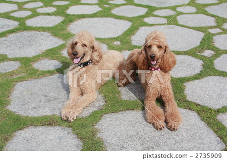 poodle, standard poodle, dog 2735909