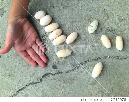 烏龜綠色雞蛋 烏龜綠色雞蛋 2736078