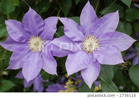 Clematis 2736118