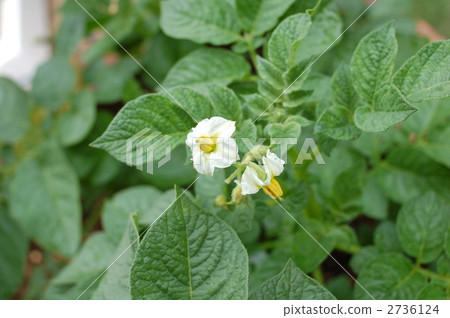 Potato flowers 2736124