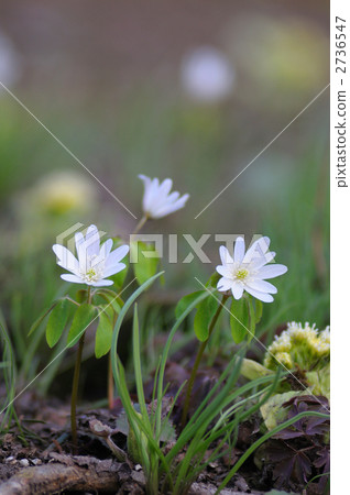 海葵pseudoaltaica 2736547