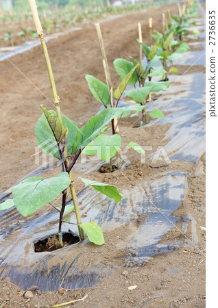 茄子苗 2736635