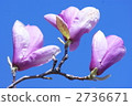 magnolia, magnolias, bloom 2736671