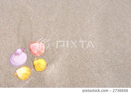 Pectin noiris on the sandy beach 2736688