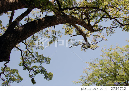 伊勢神社樟樹 伊勢神社樟樹 2736712