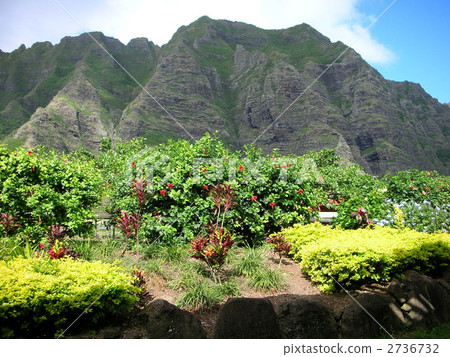 古蘭尼 大農場 夏威夷 2736732
