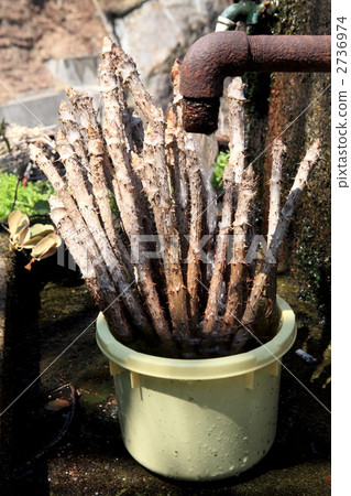 Cod Tree 2736974