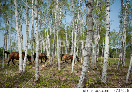 樺樹森林Kiso馬 2737026