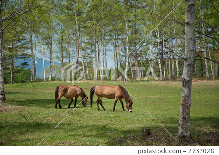 兩匹木曾馬 2737028