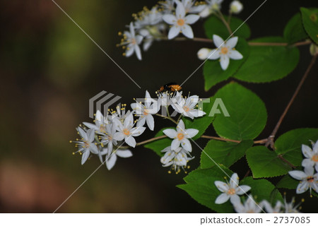 bloom, blossom, blossoms 2737085