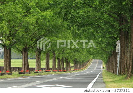 Metasequoia Tree Line 2737211
