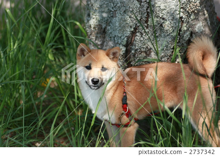 毛孩 動物 狗 2737342
