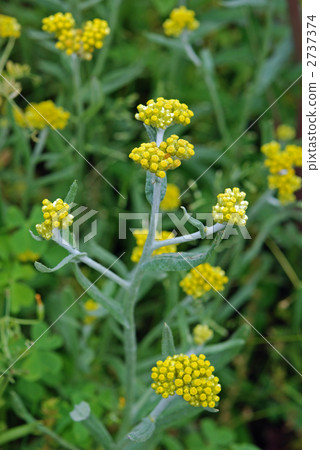 野草·Hako kochusa（菊科） 2737374