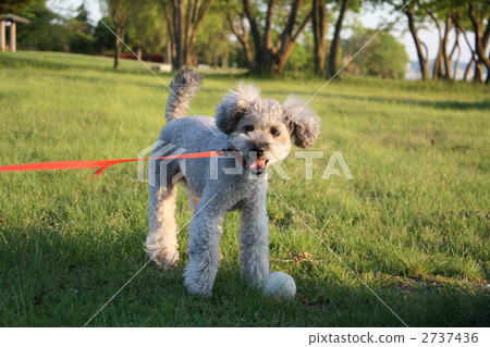 toy poodle, lead, reed 2737436
