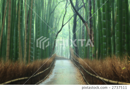  Bamboo grove 2737511