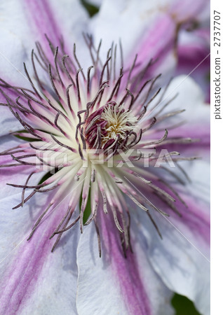 威靈仙 威靈仙 2737707