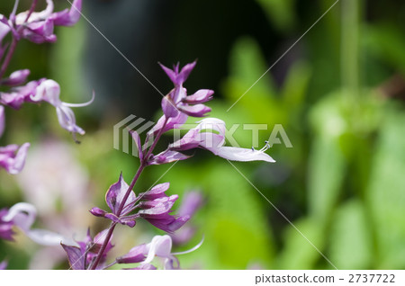 Orth chiffon 2737722