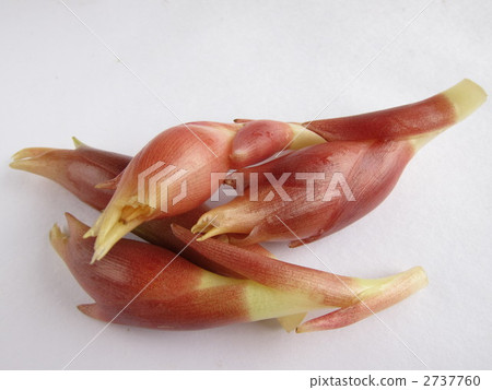 Ginger 2737760