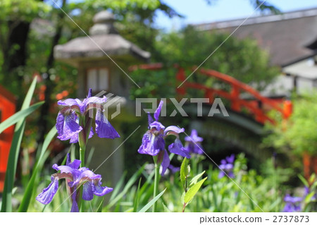 Shimogamo Shrine的虹膜 2737873