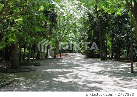 Fresh green forest Fresh green forest 2737888