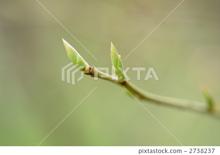 Blueberry's new leaves 2738237