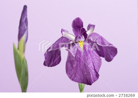 哈娜莎華 哈娜莎華 2738269