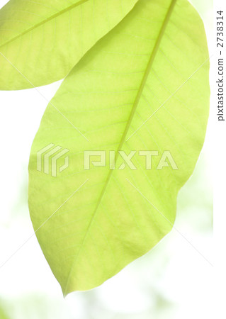 Huo leaves of fresh green 2738314