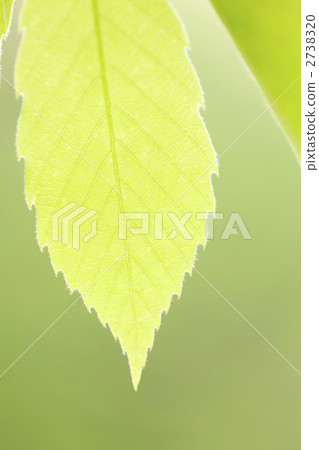 Nura葉子新綠色 2738320