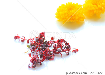 食用菊花和紅色帳篷 2738327