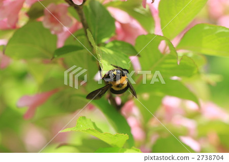 Carpenter bee 2738704